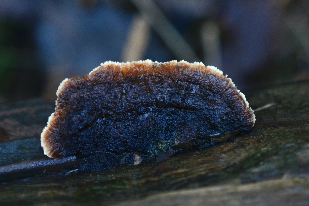 Gloeophyllum sepiarium · January 2026 · photo: © cryptomarasmius (iNaturalist, cc-by)