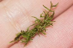 Sciuro-hypnum reflexum