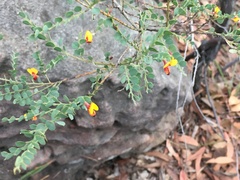 Bossiaea rhombifolia