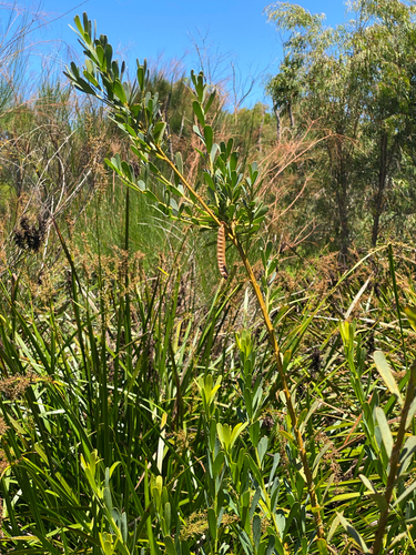 Cockies Tongue (Templetonia retusa)