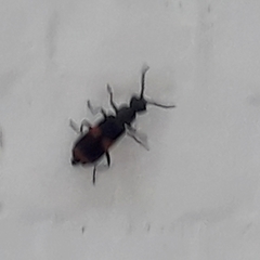 Anthocomus fasciatus