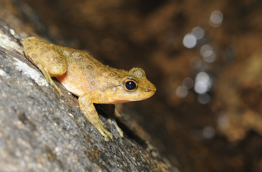 Chinese Sucker Frog