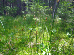 Carex chordorrhiza