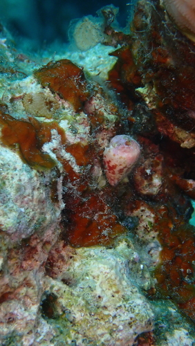 Conus parvatus