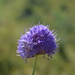 Dipsacus dipsacoides - Photo (c) Aleksandr Naumenko, some rights reserved (CC BY-NC), uploaded by Aleksandr Naumenko