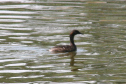 Madagascar Grebe (Tachybaptus pelzelnii), photo 10