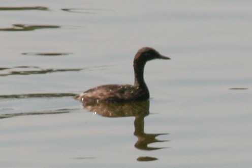Madagascar Grebe (Tachybaptus pelzelnii), photo 6