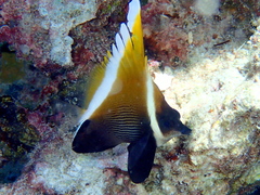 Heniochus varius