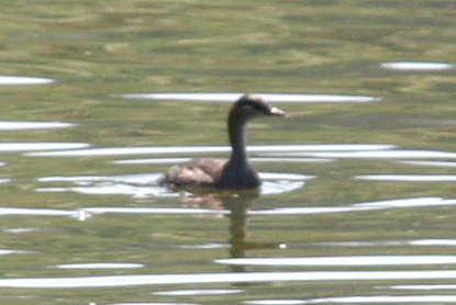 Madagascar Grebe (Tachybaptus pelzelnii), photo 5