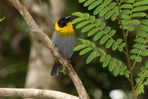 Nelicourvi Weaver (Ploceus nelicourvi), photo 9