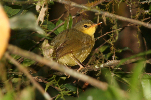 iNaturalist image