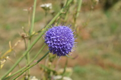 Dipsacus dipsacoides