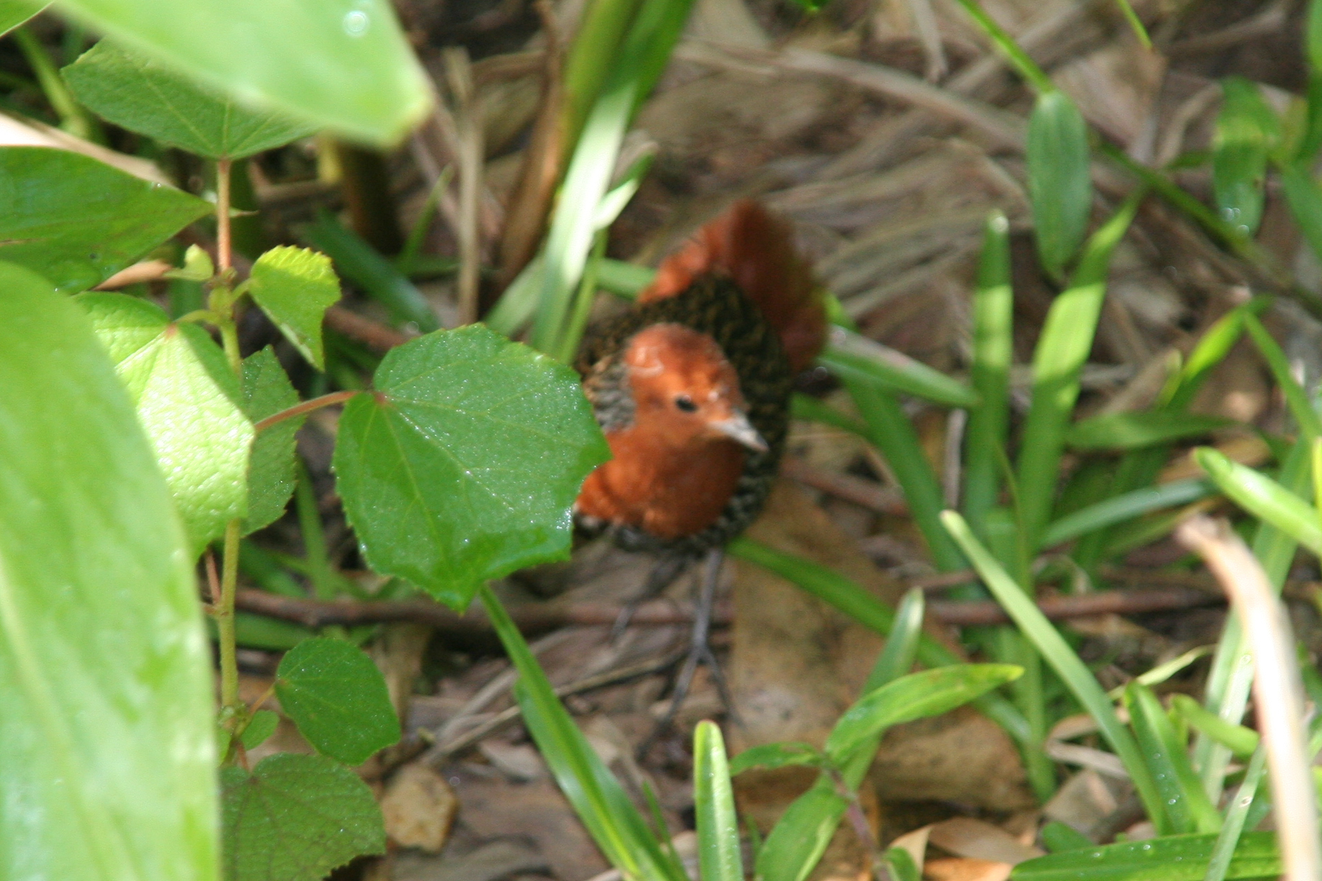 Madagascar Flufftail (Sarothrura insularis), photo 4