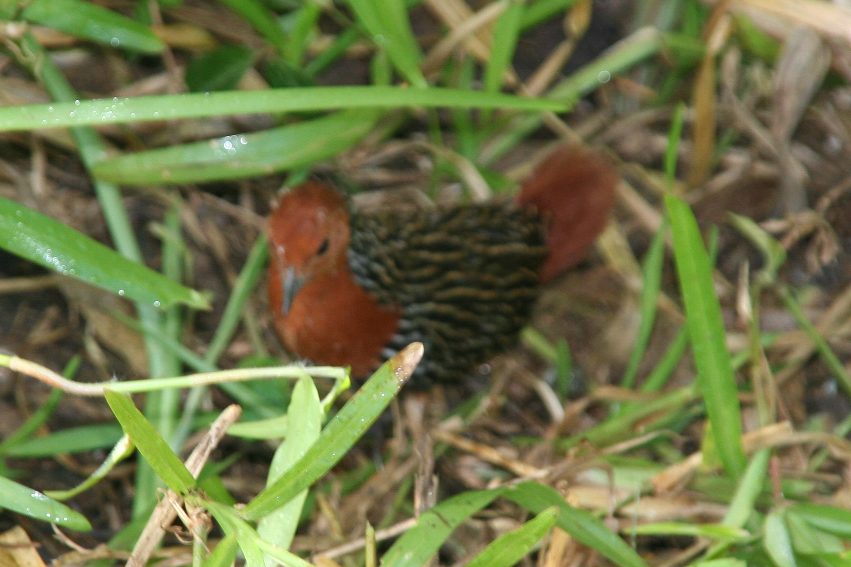 Madagascar Flufftail (Sarothrura insularis), photo 3