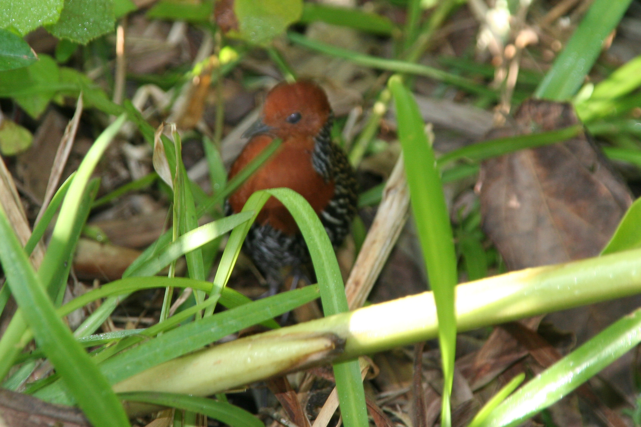 Madagascar Flufftail (Sarothrura insularis), photo 9