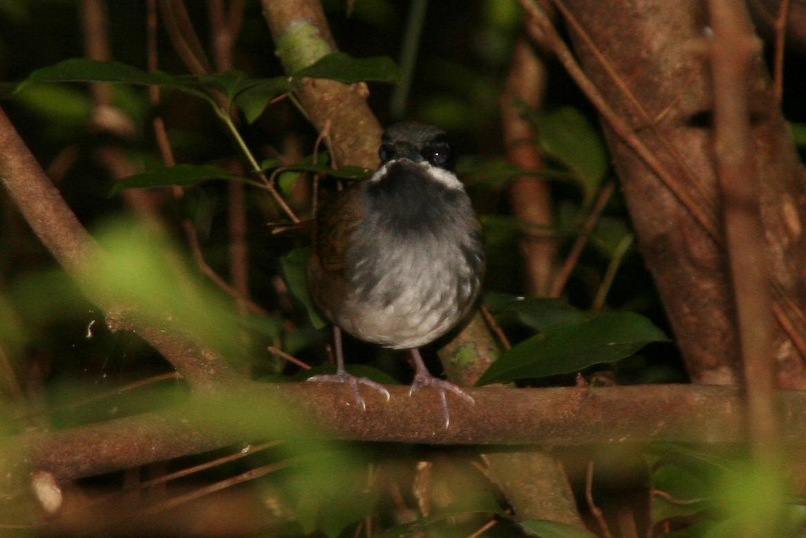 Crossley's Vanga (Mystacornis crossleyi), photo 10