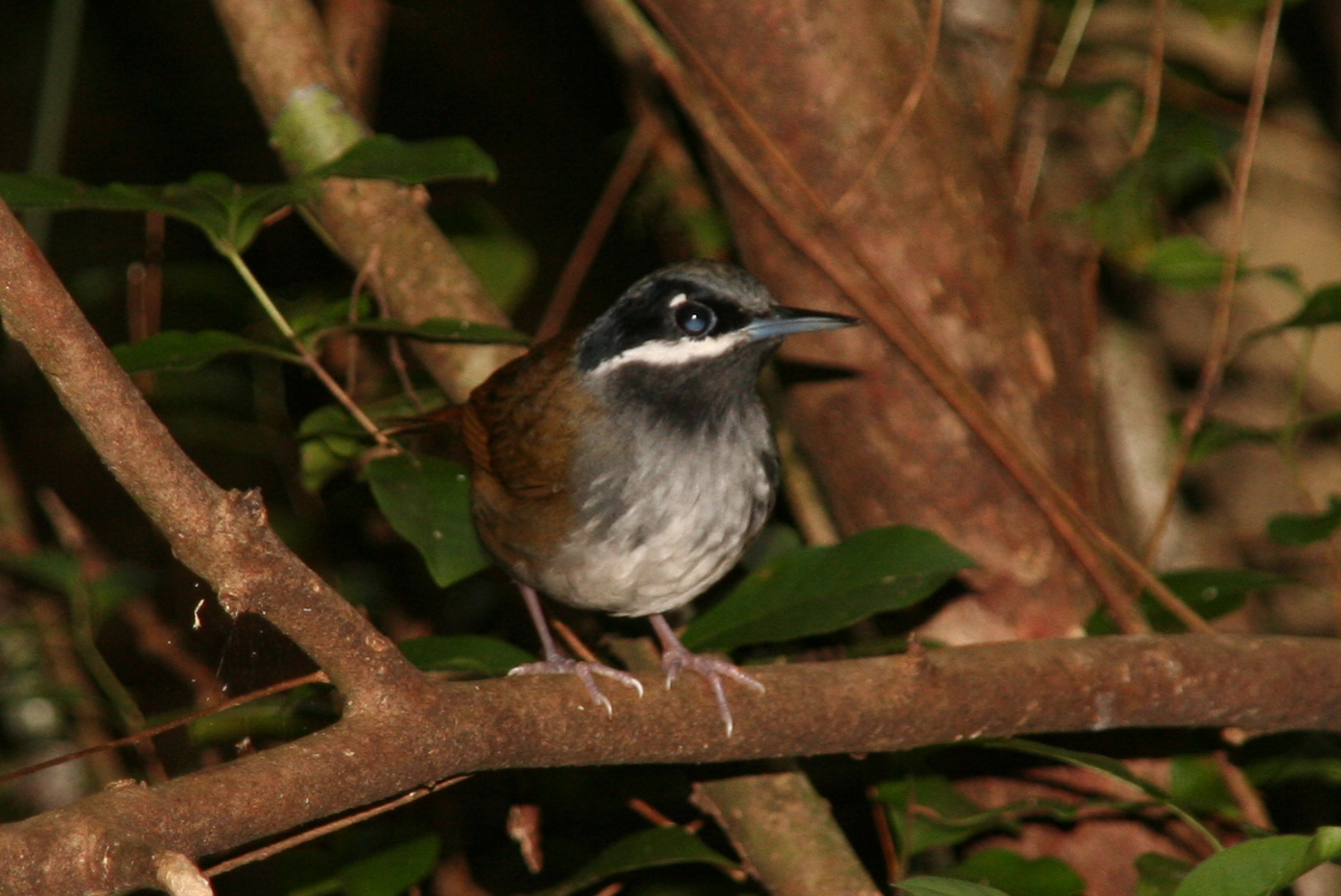 Crossley's Vanga (Mystacornis crossleyi), photo 9