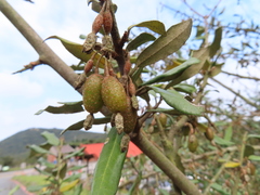 Elaeagnus formosana