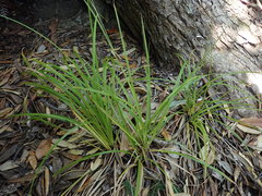 Carex spinirostris