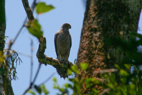 Henst's Goshawk (Astur henstii), photo 4