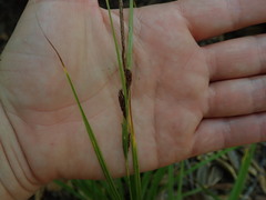 Carex spinirostris