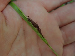 Carex spinirostris