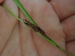 Carex spinirostris