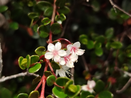 Teaberry (Myrteola nummularia)