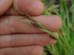 Carex spinirostris