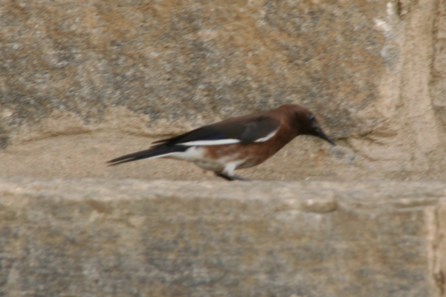 Madagascar Starling (Hartlaubius auratus), photo 7