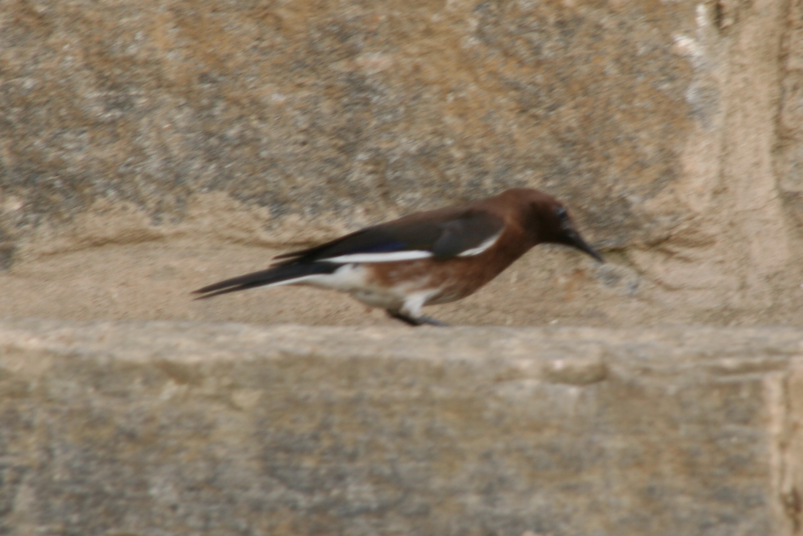 Madagascar Starling (Hartlaubius auratus), photo 5