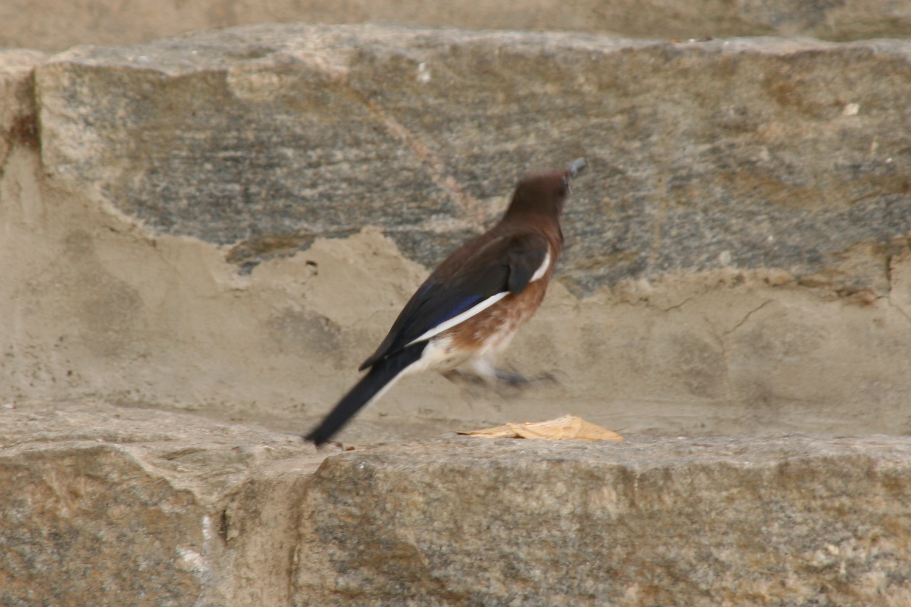 Madagascar Starling (Hartlaubius auratus), photo 8
