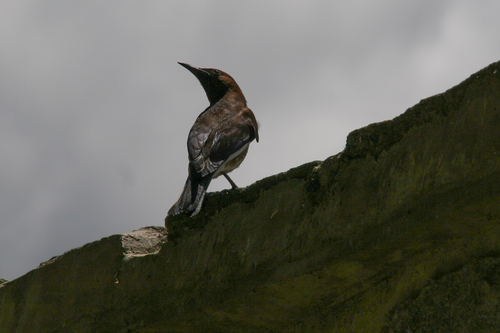 Madagascar Starling (Hartlaubius auratus), photo 6