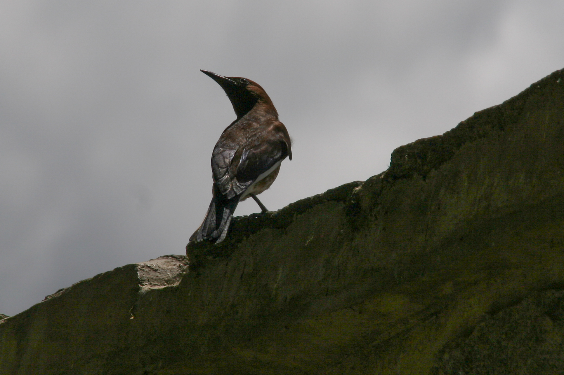 Madagascar Starling (Hartlaubius auratus), photo 4