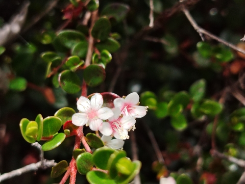 Myrteola nummularia, photograph 2