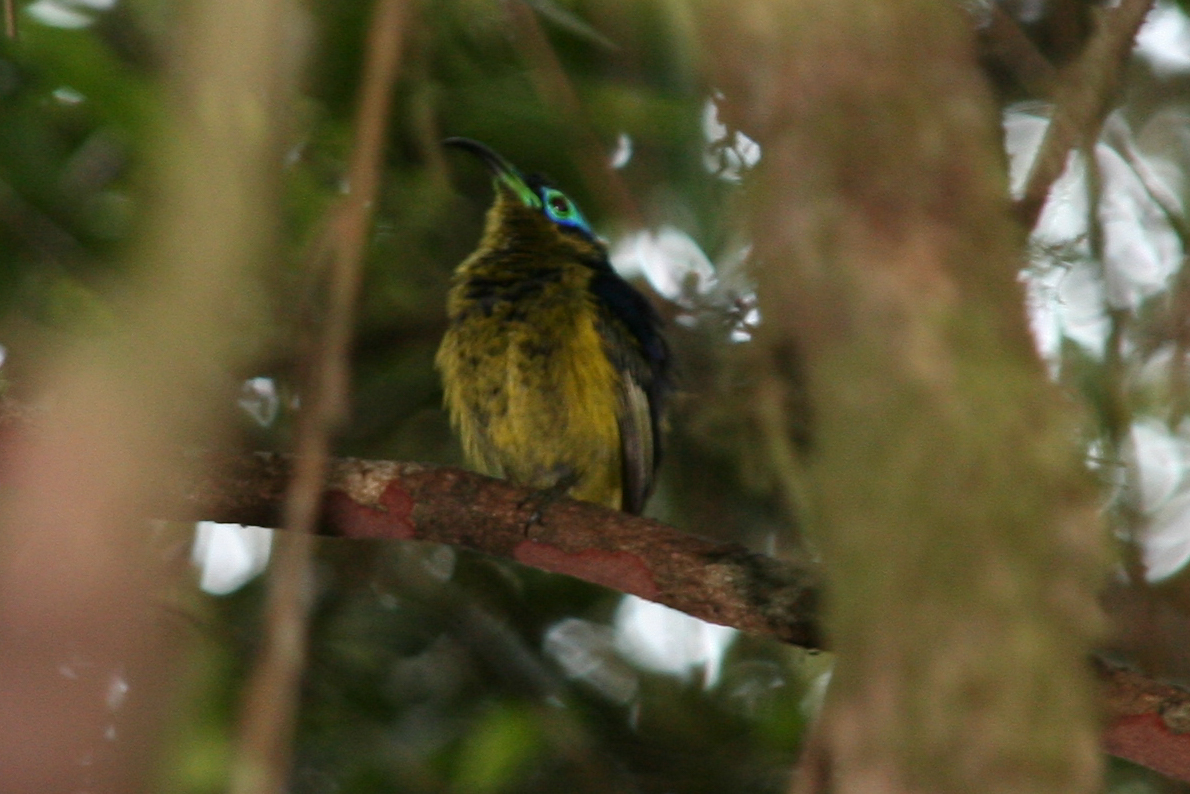 Common Sunbird-Asity (Neodrepanis coruscans), photo 10