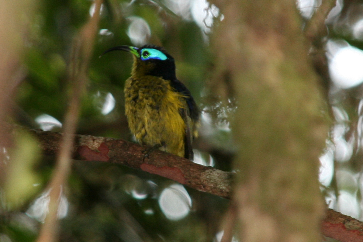 Common Sunbird-Asity (Neodrepanis coruscans), photo 9