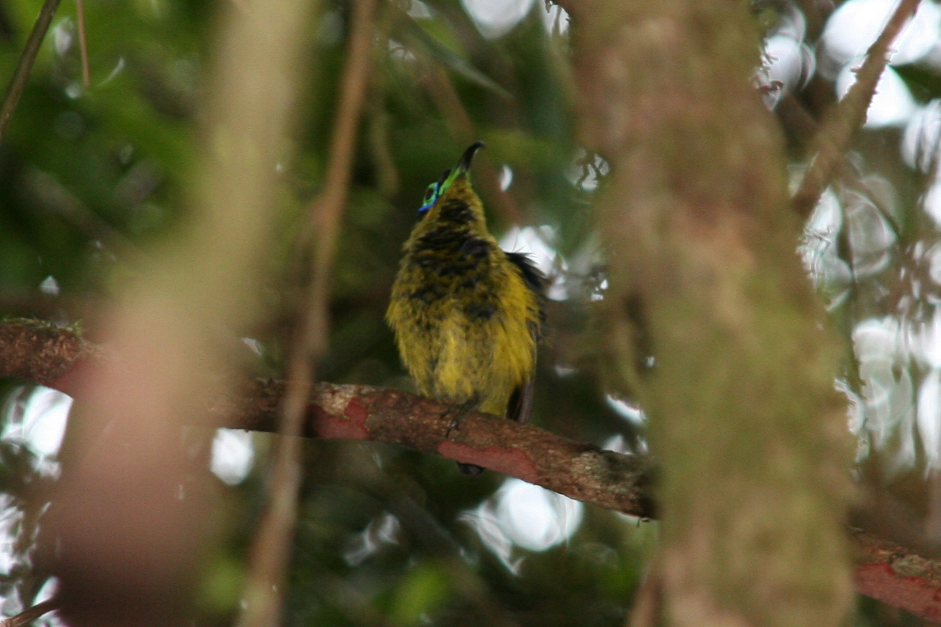 Common Sunbird-Asity (Neodrepanis coruscans), photo 8
