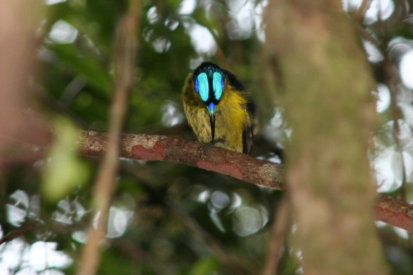 Common Sunbird-Asity (Neodrepanis coruscans), photo 7
