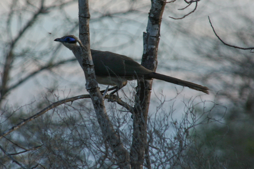 Olive-capped Coua (Coua olivaceiceps), photo 6