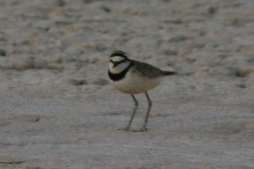 Madagascar Plover (Anarhynchus thoracicus), photo 4