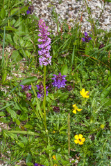 Gymnadenia densiflora