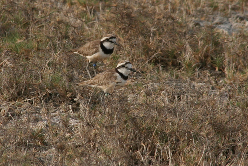 Madagascar Plover (Anarhynchus thoracicus), photo 10