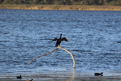 iNaturalist: (c) Kieran, some rights reserved (CC BY-NC), uploaded by Kieran iNaturalist image