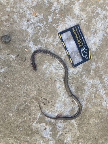 Trinket Snake