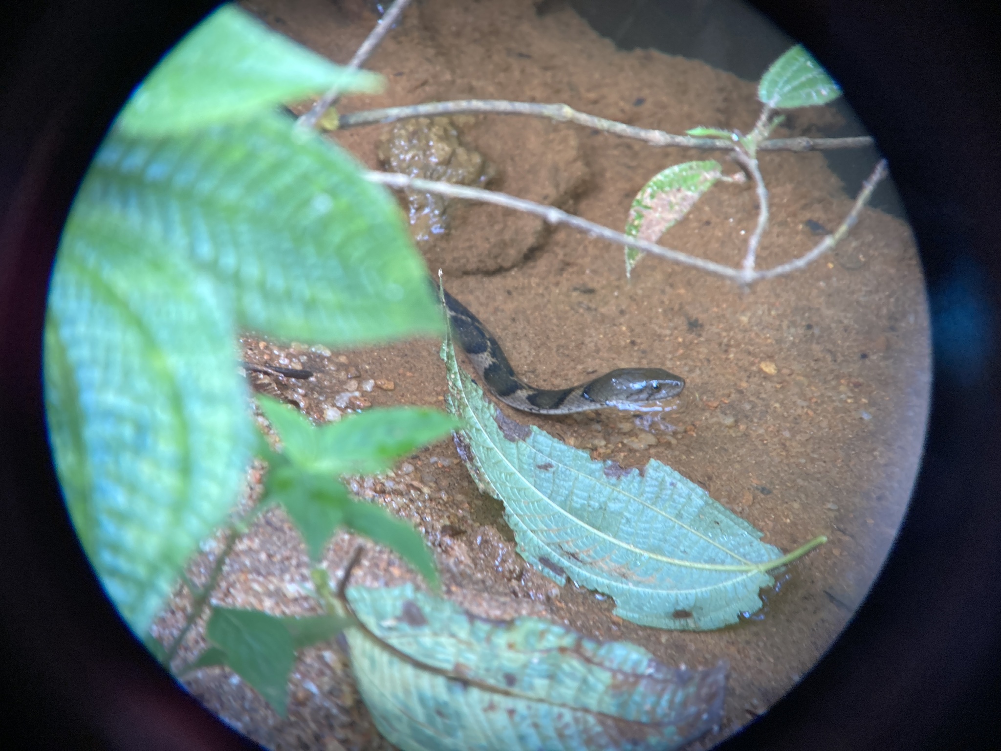 Boulenger's Keelback, Fowlea asperrima