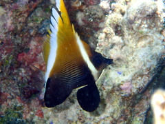 Heniochus varius