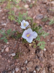Nierembergia linariifolia, photograph (c) Gabriela Bergesio, some rights reserved (CC BY)