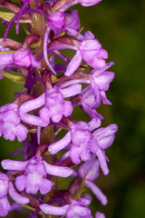 Gymnadenia densiflora