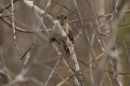 Red-shouldered Vanga (Calicalicus rufocarpalis), photo 9